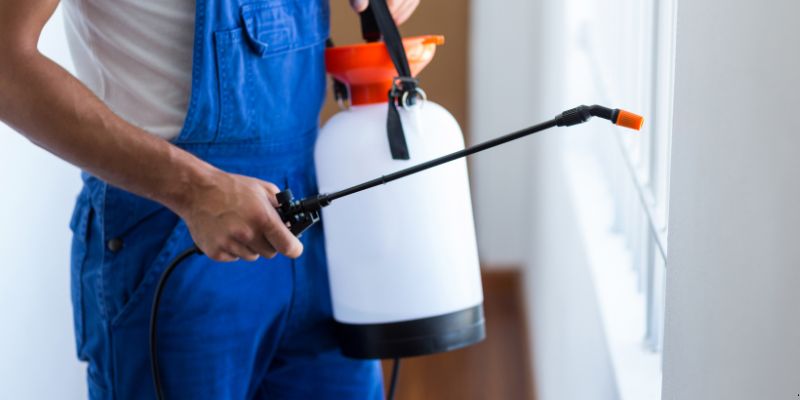 Como Fazer Dedetização em Casa em Santa Maria: 4 Dicas Simples Como fazer dedetização em casa em Santa Maria