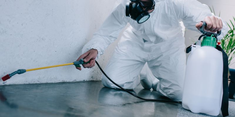 Como é Feita a Dedetização de Baratas em Santa Maria: Conheça 6 Métodos Como é feita a dedetização de baratas em Santa Maria